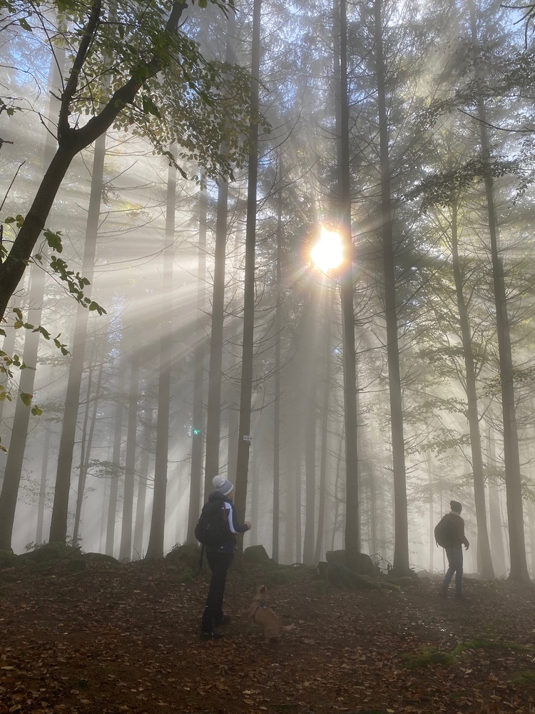 bearbeitet-Aufmacher-Nebel